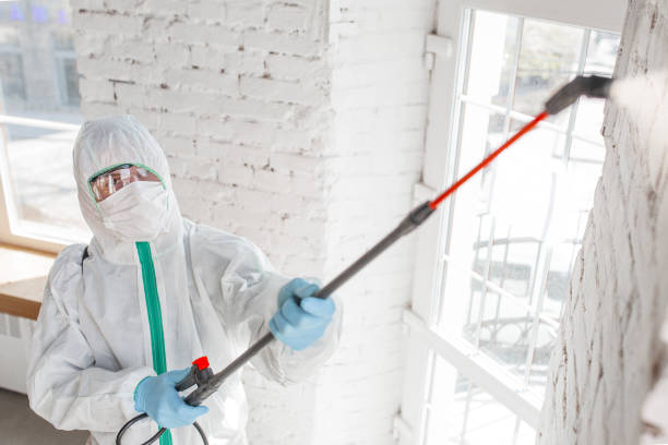 Trusted Garden City South, NY Mold Removal Experts